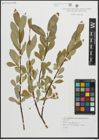 Foto von Salix pentandra L.